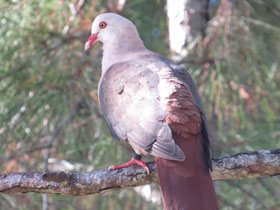 Фото Реюньонский розовый голубь