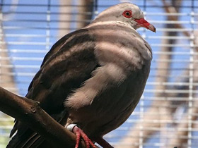 Смотреть фото Розовый голубь Фото Розовый голубь
