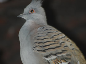 Смотреть фото Хохлатый бронзовокрылый голубь Фото Хохлатый бронзовокрылый голубь