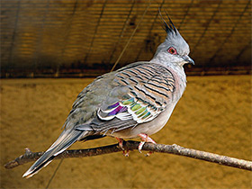 Смотреть фото Хохлатый бронзовокрылый голубь Фото Хохлатый бронзовокрылый голубь
