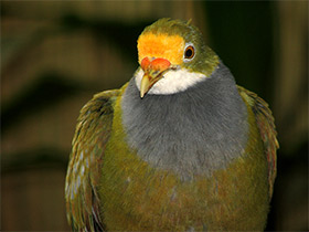 Смотреть фото Золотистолобый пёстрый голубь Фото Золотистолобый пёстрый голубь