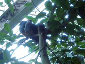 Фото Малиновошапочный пёстрый голубь