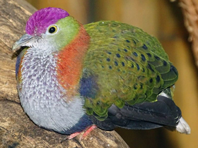 Смотреть фото Великолепный пёстрый голубь Фото Великолепный пёстрый голубь