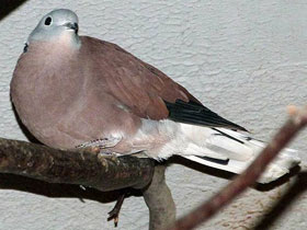 Фото Короткохвостая горлица