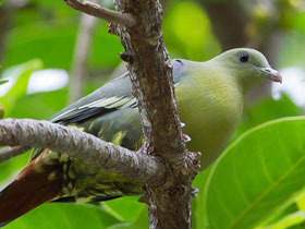 Фото Коморский зеленый голубь