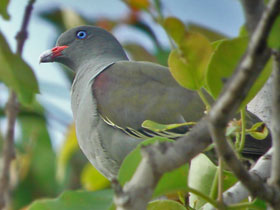 Фото Пембасский зеленый голубь