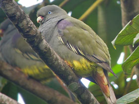 Фото Саотомейский зеленый голубь