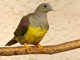 Фото Желтобрюхий плодовый голубь