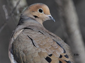 Смотреть фото Плачущая горлица Фото Плачущая горлица