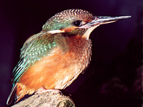 Обыкновенный зимородок Обыкновенный зимородок