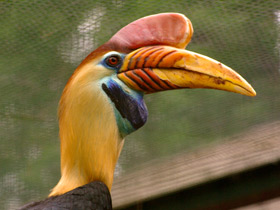 Смотреть фото Птицы-носороги: добровольно замурованные Фото Птицы-носороги: добровольно замурованные