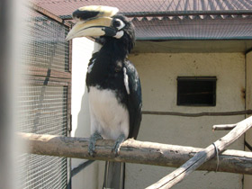 Фото Азиатская птица-носорог