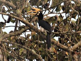 Фото Азиатская птица-носорог