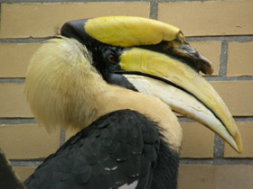 Смотреть фото Двурогий калао Фото Двурогий калао