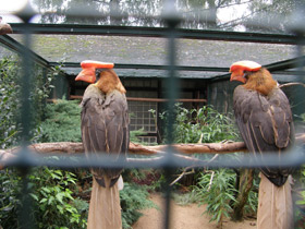 Смотреть фото Огненный гомрай Фото Огненный гомрай