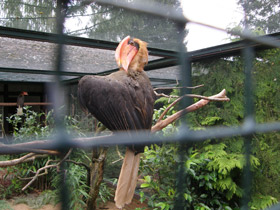 Смотреть фото Огненный гомрай Фото Огненный гомрай