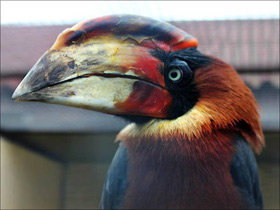 Смотреть фото Огненный гомрай Фото Огненный гомрай