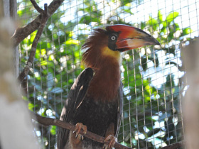 Смотреть фото Огненный гомрай Фото Огненный гомрай