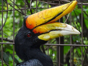 Смотреть фото Малайский гомрай Фото Малайский гомрай