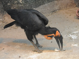 Смотреть фото Кафрский рогатый ворон Фото Кафрский рогатый ворон