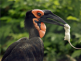 Смотреть фото Кафрский рогатый ворон Фото Кафрский рогатый ворон