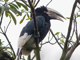 Фото Бурощёкий калао