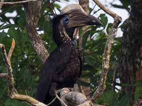 Фото Златошлемный калао