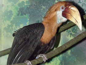 Фото Папуанский калао