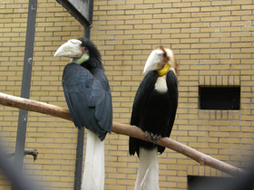 Смотреть фото Волнистый калао Фото Волнистый калао