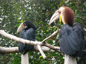 Смотреть фото Волнистый калао Фото Волнистый калао