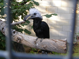 Фото Белохохлый калао