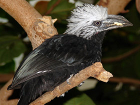 Фото Белохохлый калао