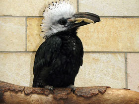 Фото Белохохлый калао