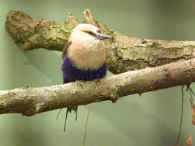 Фото Синебрюхая сизоворонка