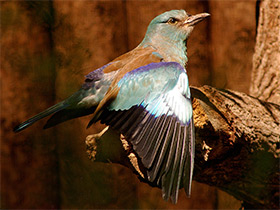 Смотреть фото Сизоворонка Фото Сизоворонка