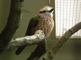 Фото Рыжешапочная сизоворонка