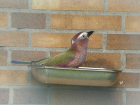 Фото Рыжешапочная сизоворонка