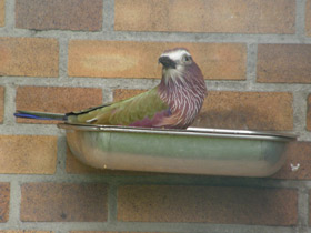 Фото Рыжешапочная сизоворонка