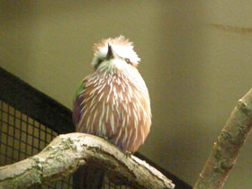 Фото Рыжешапочная сизоворонка