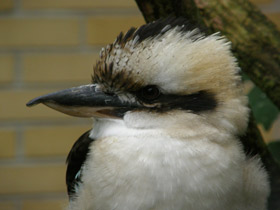 Фото Смеющаяся кукабара