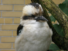 Фото Смеющаяся кукабара