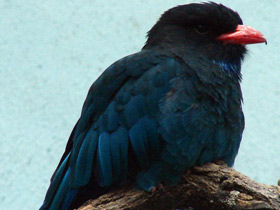 Смотреть фото Восточный широкорот Фото Восточный широкорот