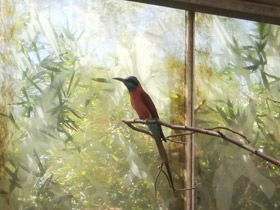 Фото Золотистая щурка