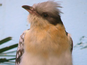 Смотреть фото Хохлатая кукушка Фото Хохлатая кукушка