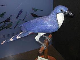 Смотреть фото Мадагаскарская кукушка Делаланда Фото Мадагаскарская кукушка Делаланда