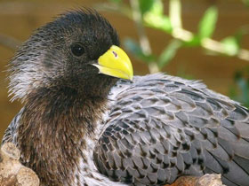 Фото Чернохвостый бананоед-подорожник