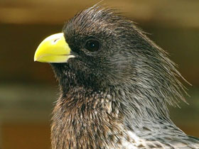 Фото Чернохвостый бананоед-подорожник
