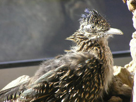 Фото Кукушка-подорожник