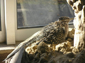 Фото Кукушка-подорожник