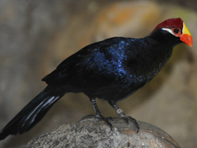 Смотреть фото Фиолетовый турако Фото Фиолетовый турако